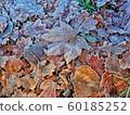 Frosty Leaves 60185252