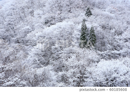 鮮雪雜林，雪妝，初冬，早雪，鮮雪，雜林 60185608