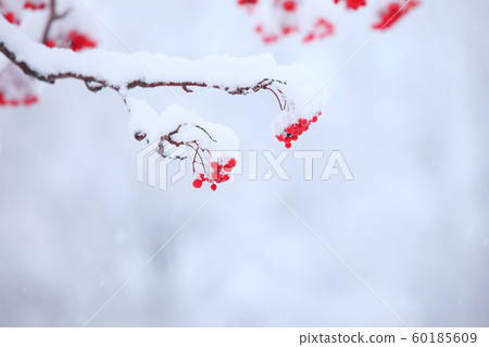 Early winter nuts early winter first snow fresh snow red nuts rowan nuts 60185609