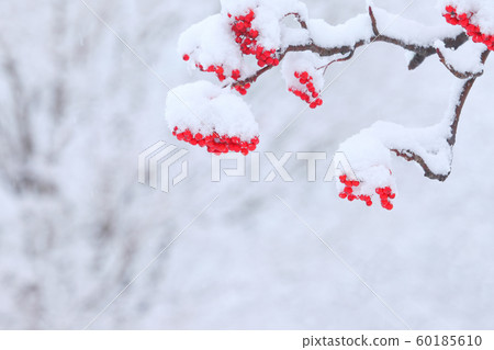 Early winter nuts early winter first snow fresh snow red nuts rowan nuts 60185610