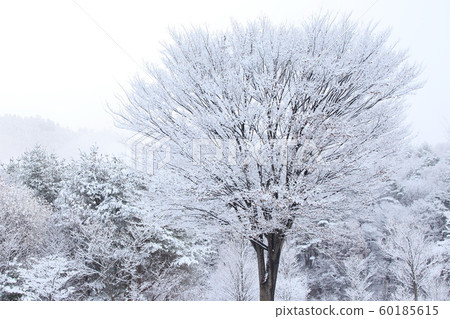 Early winter trees, snow makeup, early winter, first snow, fresh snow Early winter trees, snow makeup, early winter, first snow, fresh snow 60185615