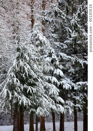 Early winter trees, snow makeup, early winter, first snow, fresh snow Early winter trees, snow makeup, early winter, first snow, fresh snow 60185616