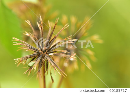 Grasshopper 60185717