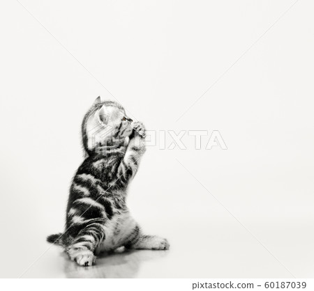 one grey stripy beautiful little kitten one grey stripy beautiful little kitten 60187039