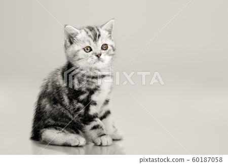 one grey stripy beautiful little kitten one grey stripy beautiful little kitten 60187058