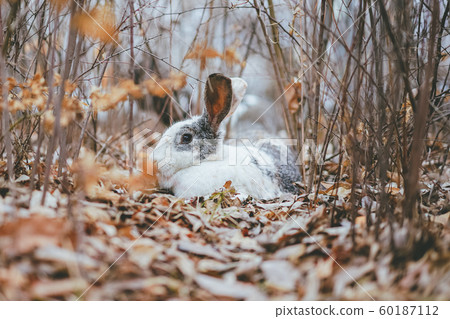 Rabbit in nature Rabbit in nature 60187112