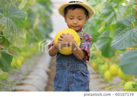 Asian boy and golden melon in an organic Asian boy and golden melon in an organic 60187139