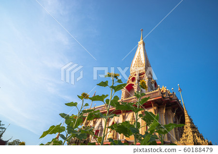 sunflower in front of Chalong pagoda 60188479