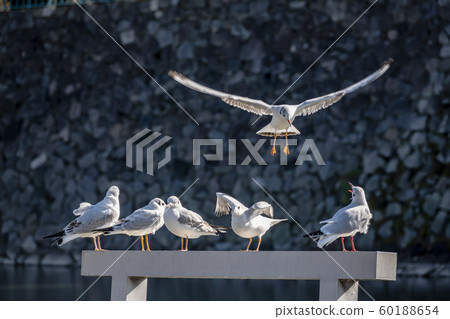 [Yuri Gull in winter in the castle moat of Nagoya Castle] On the popular signboard "Because it's impossible!" 60188654