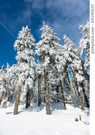 Winter with snow in the Giant Mountains, Czech Winter with snow in the Giant Mountains, Czech 60190020