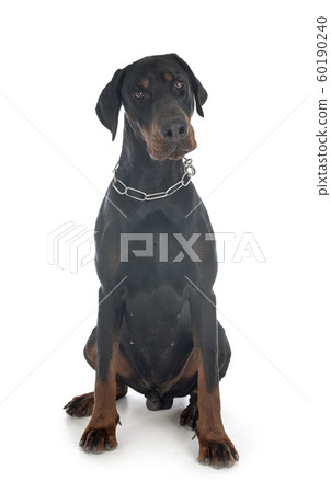 doberman pinscher in studio 60190240