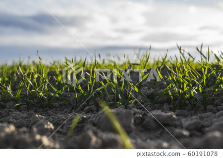 Young wheat seedlings growing on a field in autumn. Young green wheat growing in soil. Agricultural proces. Close up on sprouting rye agriculture on a field sunny day with blue sky. Sprouts of rye. Young wheat seedlings growing on a field in autumn. Young green wheat growing in soil. Agricultural proces. Close up on sprouting rye agriculture on a field sunny day with blue sky. Sprouts of rye. 60191078