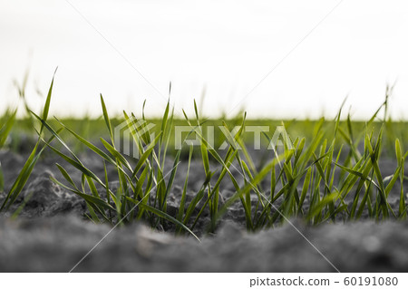 Young wheat seedlings growing on a field in autumn. Young green wheat growing in soil. Agricultural proces. Close up on sprouting rye agriculture on a field sunny day with blue sky. Sprouts of rye. Young wheat seedlings growing on a field in autumn. Young green wheat growing in soil. Agricultural proces. Close up on sprouting rye agriculture on a field sunny day with blue sky. Sprouts of rye. 60191080