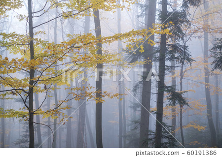 Mysterious dark beech forest in fog 60191386