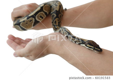 The image of the royal or ball python on the hand 60191583