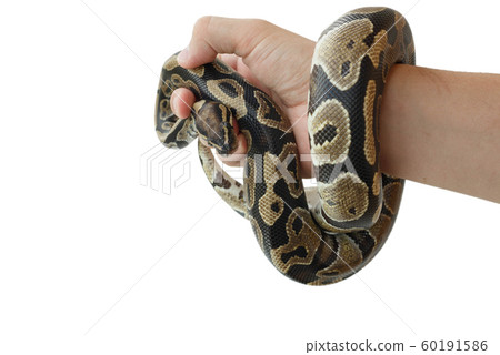 The image of the royal or ball python on the hand 60191586