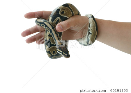 The image of the royal or ball python on the hand 60191593