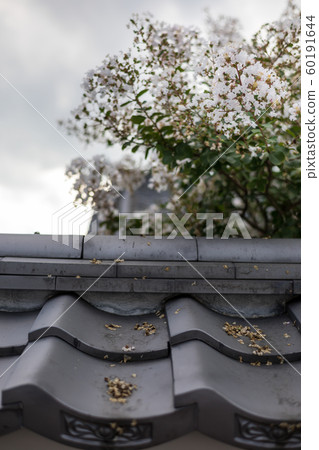 Kinmyo Komyoji Temple, the white crape myrtle that blooms in the precincts 60191644