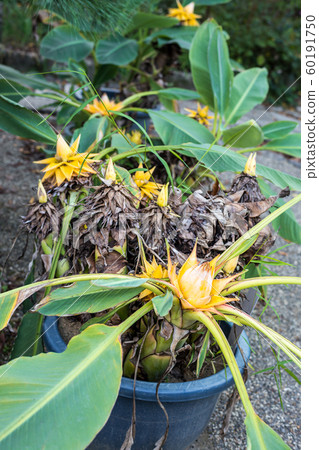 Jokoji Temple, yellow flower in potted plant of rare plant "Jikinkinren" 60191750
