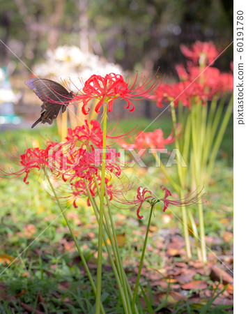 Hirano Shrine, black swallowtail and red swallowtail 60191780
