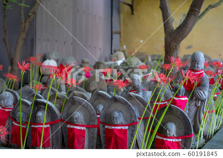 Jizo of Senmon-ji Temple and the red cluster amaryllis 60191845