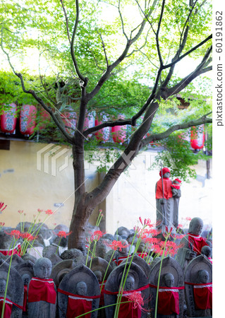 Jizo of Senmon-ji Temple and the red cluster amaryllis 60191862