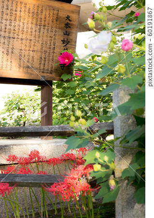 妙蓮寺 妙蓮寺 60191867