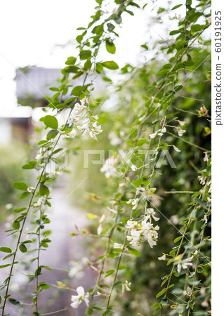 玉殿，若林寺，白色鳶尾花 60191925