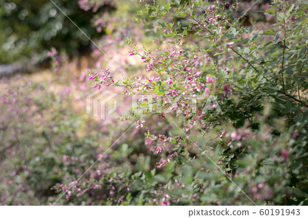鳳凰的聖地，聖殿（御苑寺） 60191943