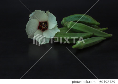 黃秋葵及其花 黃秋葵及其花 60192129