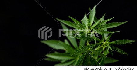 hemp branch on black background. Illegal hemp branch on black background. Illegal 60192459