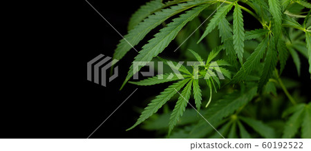 hemp branch on black background. Illegal 60192522