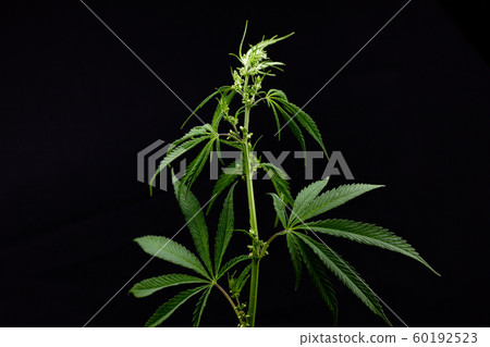 Marijuana Bush with seeds on a black background. Marijuana Bush with seeds on a black background. 60192523