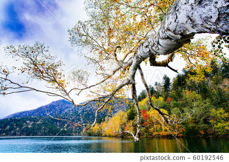 Autumn leaves of Lake Shibetsu Autumn leaves of Lake Shibetsu 60192546