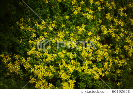 野草mexicanum花 60192668