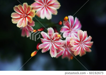 Iwahanavi red flowers Iwahanavi red flowers 60192673