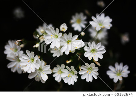 Iwahanabi white flower Iwahanabi white flower 60192674