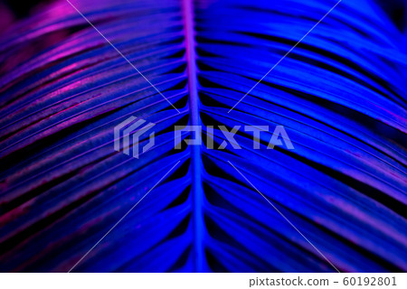 Beautiful dark background of tropical leaf. Beautiful dark background of tropical leaf. 60192801
