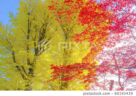 Autumn leaves of ginkgo biloba and maple Autumn leaves of ginkgo biloba and maple 60193439