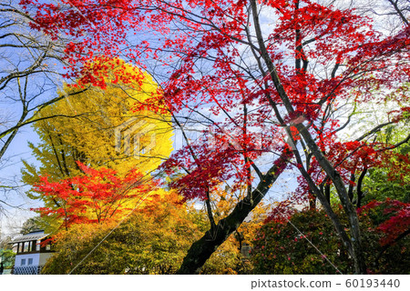 Numata Park Ginkgo and Maple Numata Park Ginkgo and Maple 60193440
