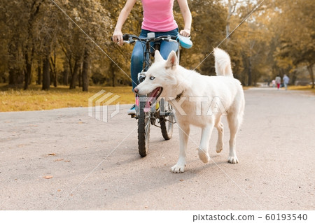 Female riding bicycle with a white husky dog on the road in the park, dog close up Female riding bicycle with a white husky dog on the road in the park, dog close up 60193540
