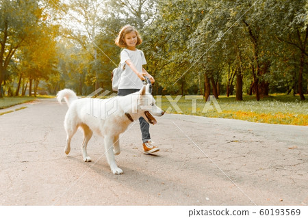 Children teenagers boy and girl walking on the road in the park with a white dog husky Children teenagers boy and girl walking on the road in the park with a white dog husky 60193569