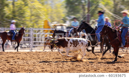 Cowboys Team Roping A Calf 60193675