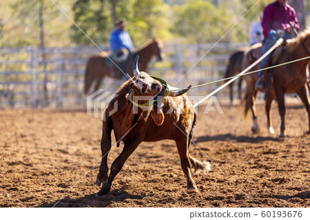 Cowboys Team Roping A Calf 60193676