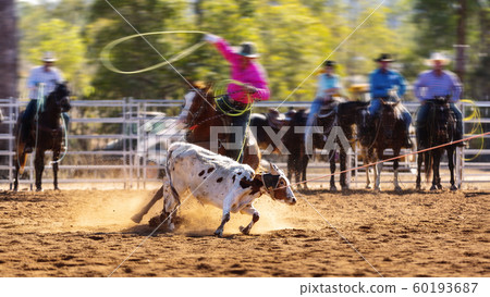 Cowboys Team Roping A Calf 60193687