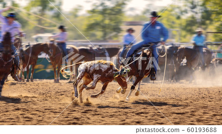 Cowboys Team Roping A Calf Cowboys Team Roping A Calf 60193688