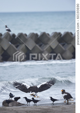 Steller's sea eagle and crows (Hokkaido) Steller's sea eagle and crows (Hokkaido) 60193690