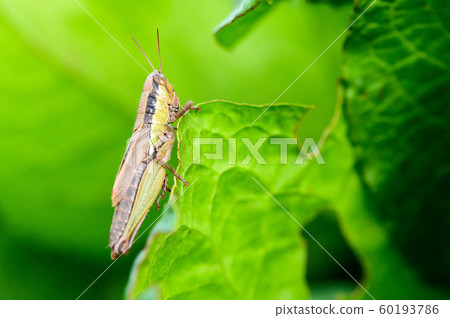  Koban Inago 60193786