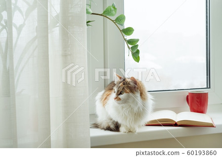 Winter time, cat sitting on the windowsill looking out of the snow window. On the windowsill open book and cup with hot drink. Winter time, cat sitting on the windowsill looking out of the snow window. On the windowsill open book and cup with hot drink. 60193860