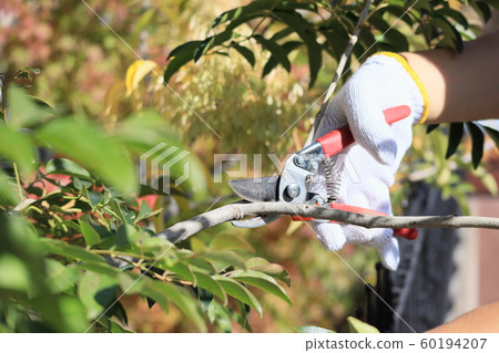 DIY garden tree pruning 60194207
